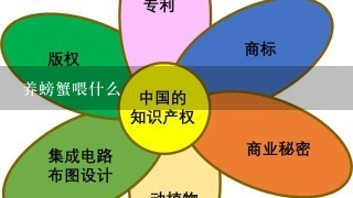 养螃蟹喂什么